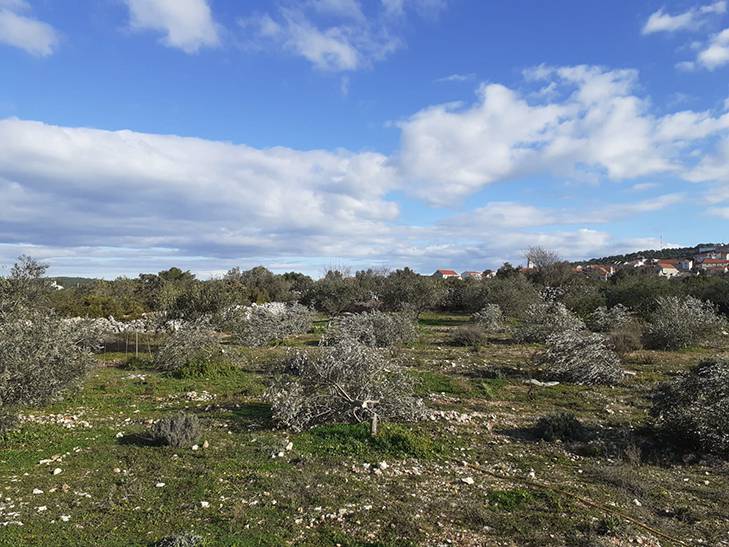 Starijem bračnom paru na Šolti prepilili su 16 stabala maslina