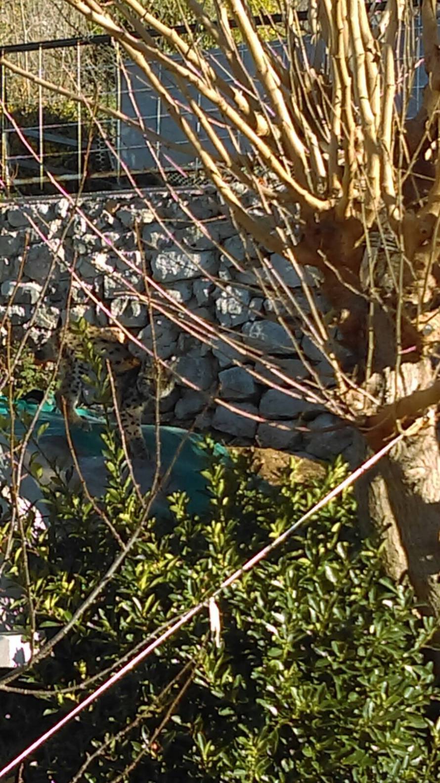 Izgubio je majku: Mali uplašeni ris luta primorskim mjestom