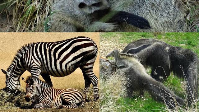 Zoološki vrt oduševio pričama i fotografijama za Majčin dan...