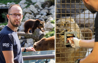 Mirko već deset godina brine o lavovima i medvjedima: 'Za njih sam dio čopora, jedu mi iz ruke'