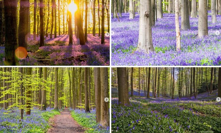 Izgleda nestvarno: Ova šuma postoji i oduševljava ljepotom