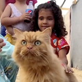 Rijetki trenuci radosti u Gazi: Dječicu obradovale tri mačke