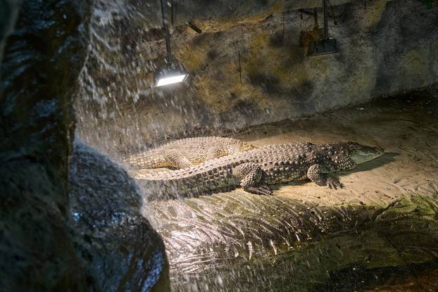 U Zoološkom vrtu Grada Zagreba obilježen Svjetski dan zaštite životinja i Međunarodni dan timaritelja