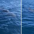 VIDEO Bio na brodu pa osjetio da se nešto kreće ispod: Snimio golemu psinu u moru kod Istre