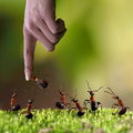 Ovo su bitne životne lekcije koje svi možemo naučiti od mrava