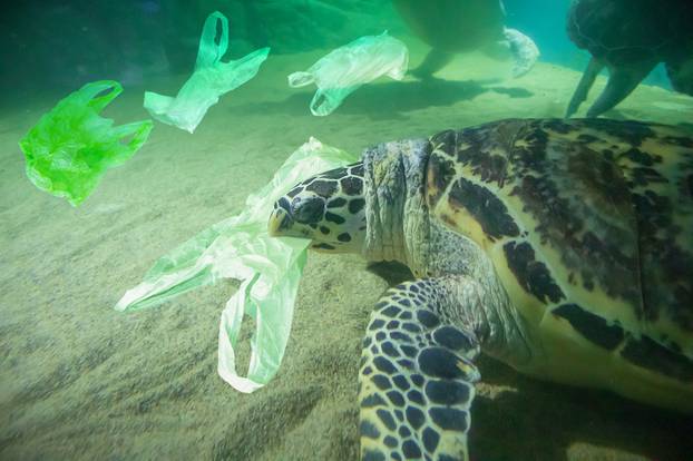 Sea Turtle eat plastic bag ocean pollution concept