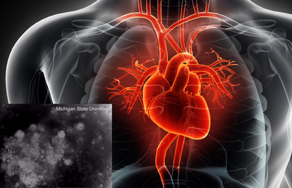 Razvili mini-srce koje će pomoći u istraživanjima srčanih bolesti