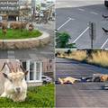 Divlje životinje istražuju ulice grada dok ljudi sjede kod kuće