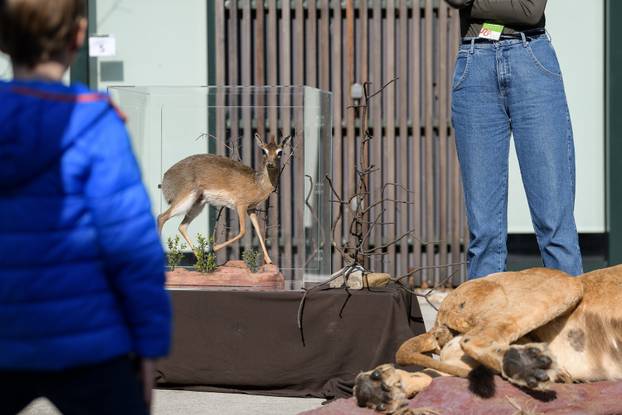 Egzotični vikend u Zoološkom vrtu u Zagrebu: Upoznajte raznoliki životinjski svijet Afrike