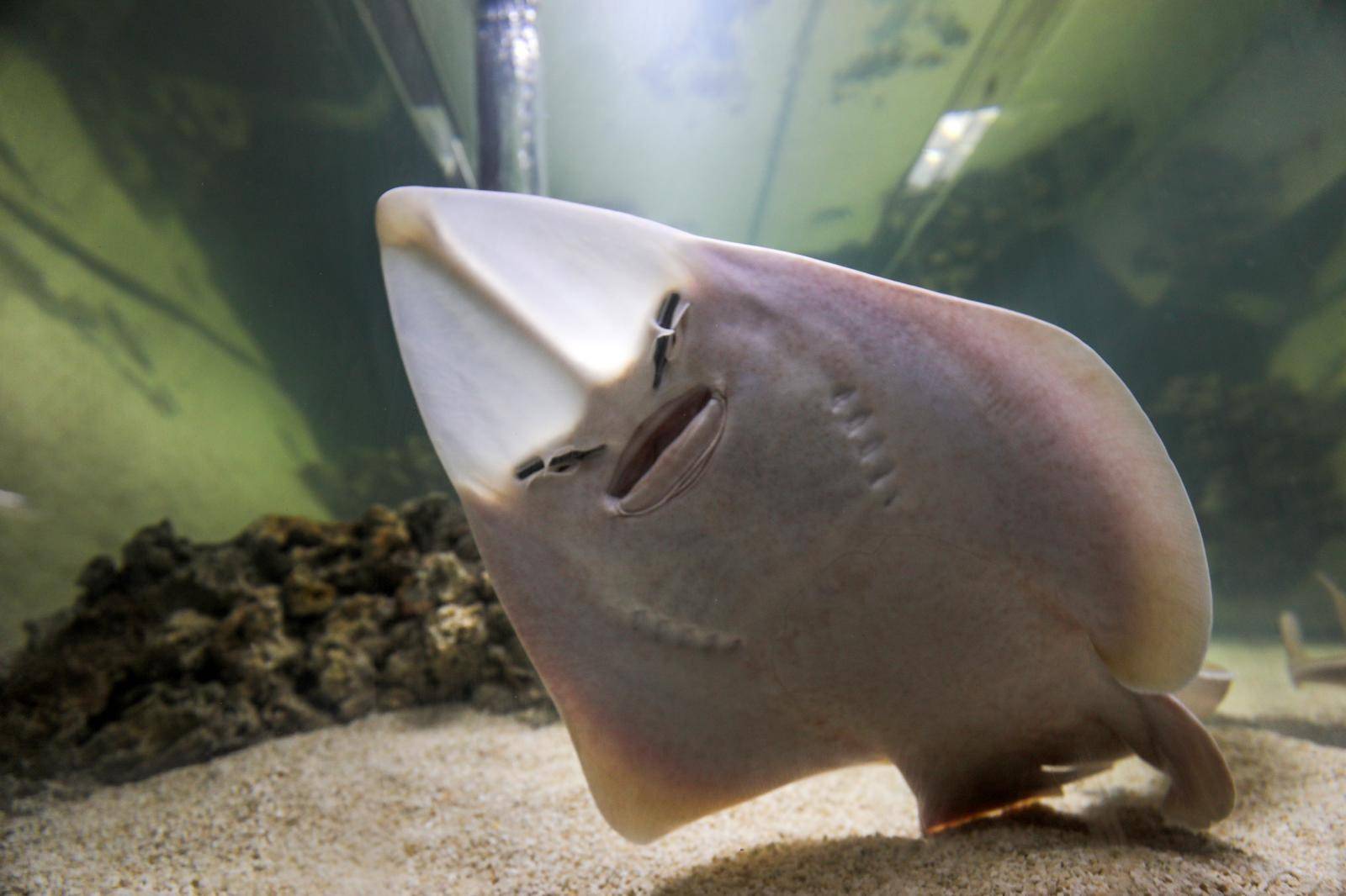 Otrovna riba u Istri: Otrov joj je 1200 puta jači od cijanida... Sad pliva u akvariju s ražopsom