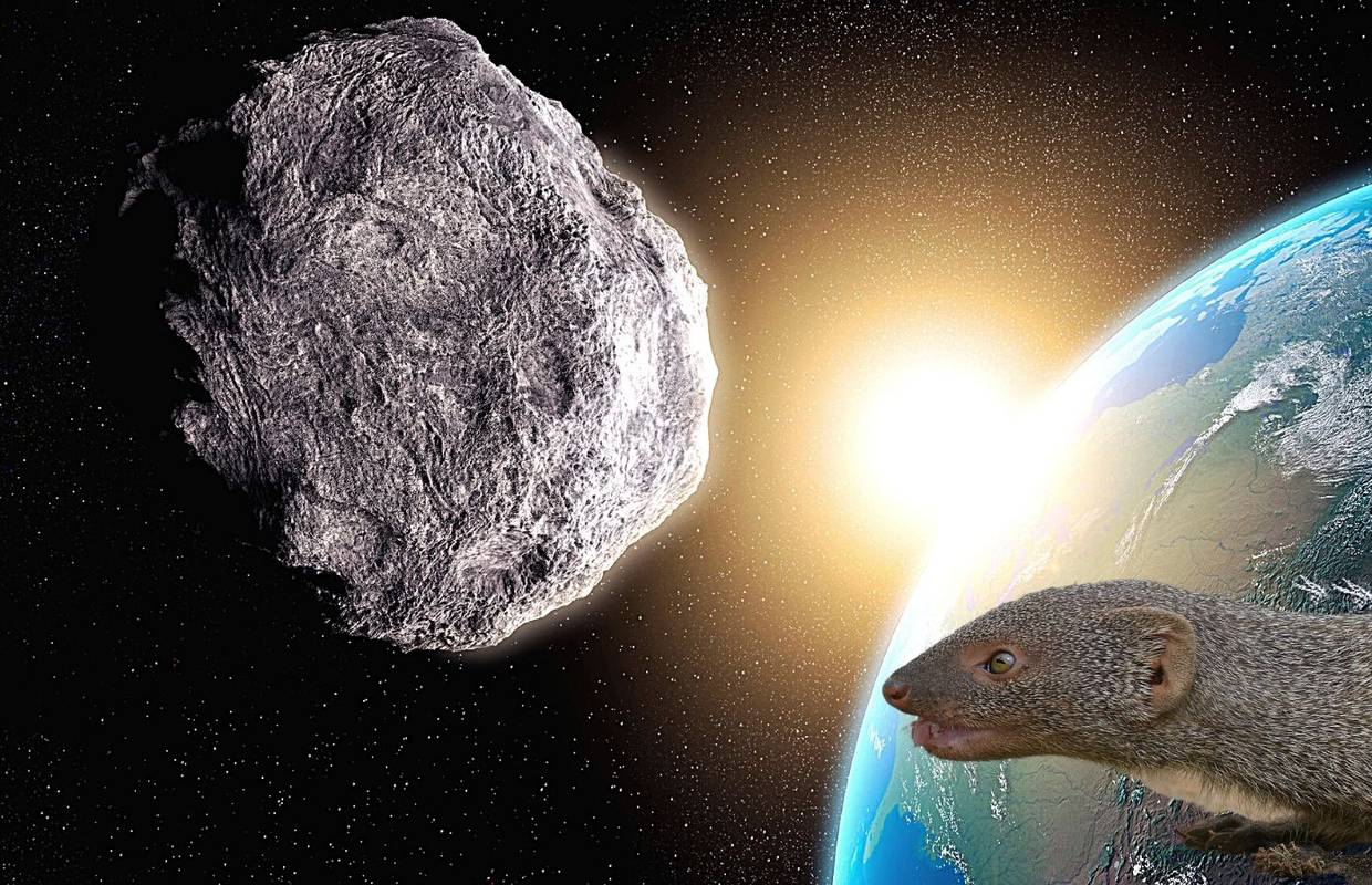 Nakon udara asteroida sisavci su prvo 'radili na masi' da bi bili veći, tek onda postali pametniji