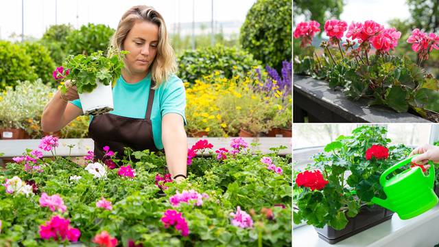 Uzgoj pelargonije: Evo kako ih treba rotirati za dovoljno svjetla