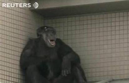 Majmun Ichiro (42) slavno  pobjegao iz zatočeništva