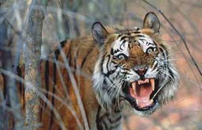 Zbog gubitka staništa indijski tigar seli u planine