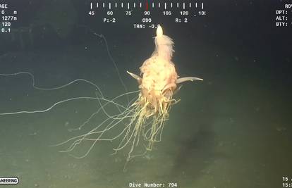 Ovo 'leteće špageti čudovište' snimili su u oceanu kod Angole