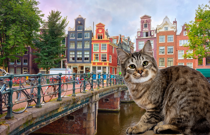 Mačke se utapaju: Na kanale u Amsterdamu uskoro stižu stube