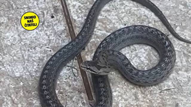 VIDEO: Zagrepčanka u dvorištu našla zmijurinu, stručnjak za 24sata: 'To nije otrovnica'