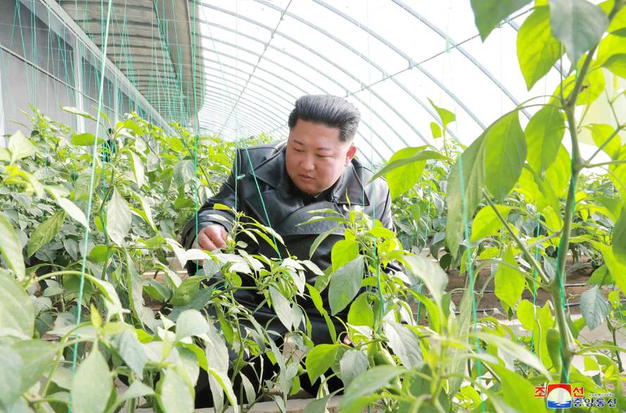 FILE PHOTO: KCNA picture of North Korean leader Kim Jong Un visiting a vegetable greenhouse farm and tree nursery in Jungphyong, North Korea