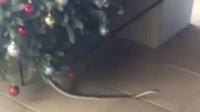 Obitelj je umjesto poklona ispod bora dobila smrtonosnu zmiju: ‘Mislili smo da su miševi’