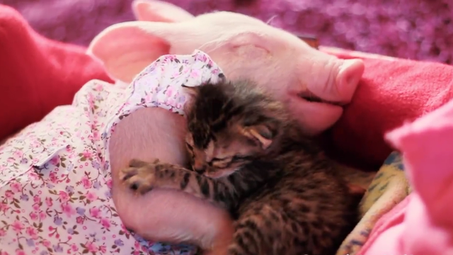 Spavaju zagrljene: Svinjica i maca najbolje su prijateljice