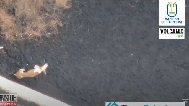 Tri psa tjednima zatočena kod vulkana, spašavat će ih dronom
