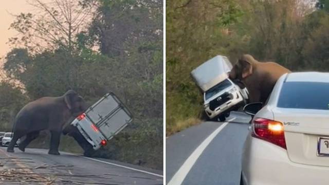 Slone jedan, pa nije ti tu zebra! Slon: Ma nemoj, sad ćeš vidjeti