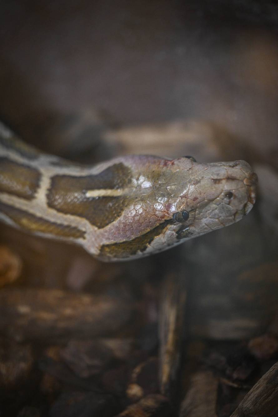 24sata Zagreb: Rodilište u Zoološkom vrtu