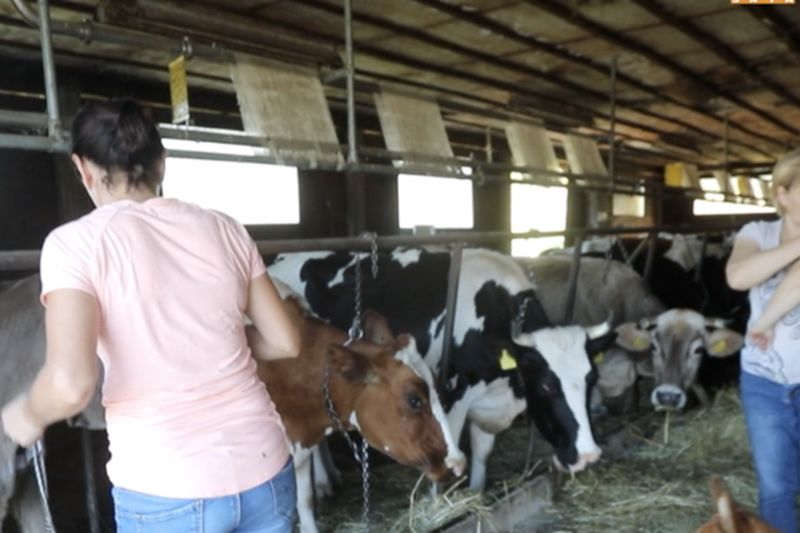 Dvije sestre vode farmu s 11 krava: 'Mnogi mladi bi počeli, ali nemaju kapitala'