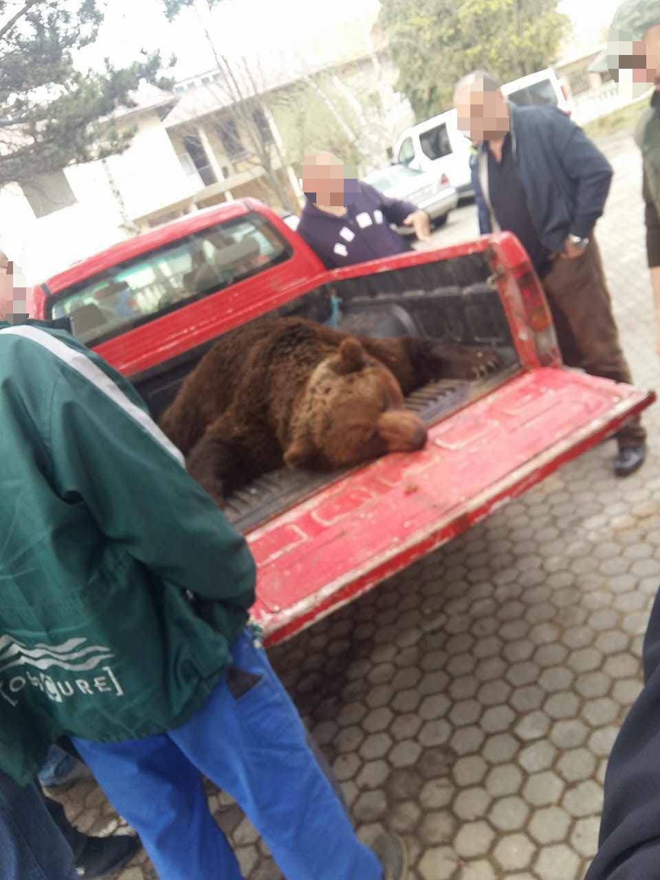 Zaustavite ubijanje: Medvjedi u Hrvatskoj su pred istrebljenjem
