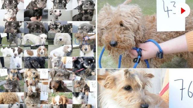FOTO Vlasnici, javite se: Policija u Engleskoj u mega akciji našla ukradene pse, objavili galeriju
