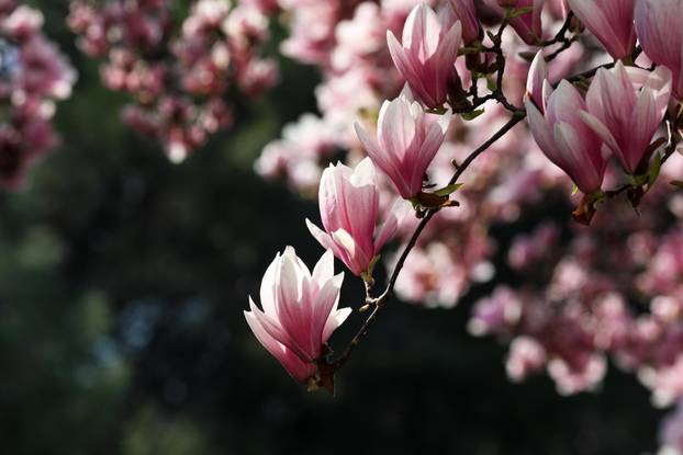 24sata Pula: Magnolija obitelji Borščak u Puli