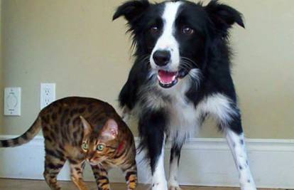 Smijeh do suza: Najbolji opis razlike između pasa i mačaka!