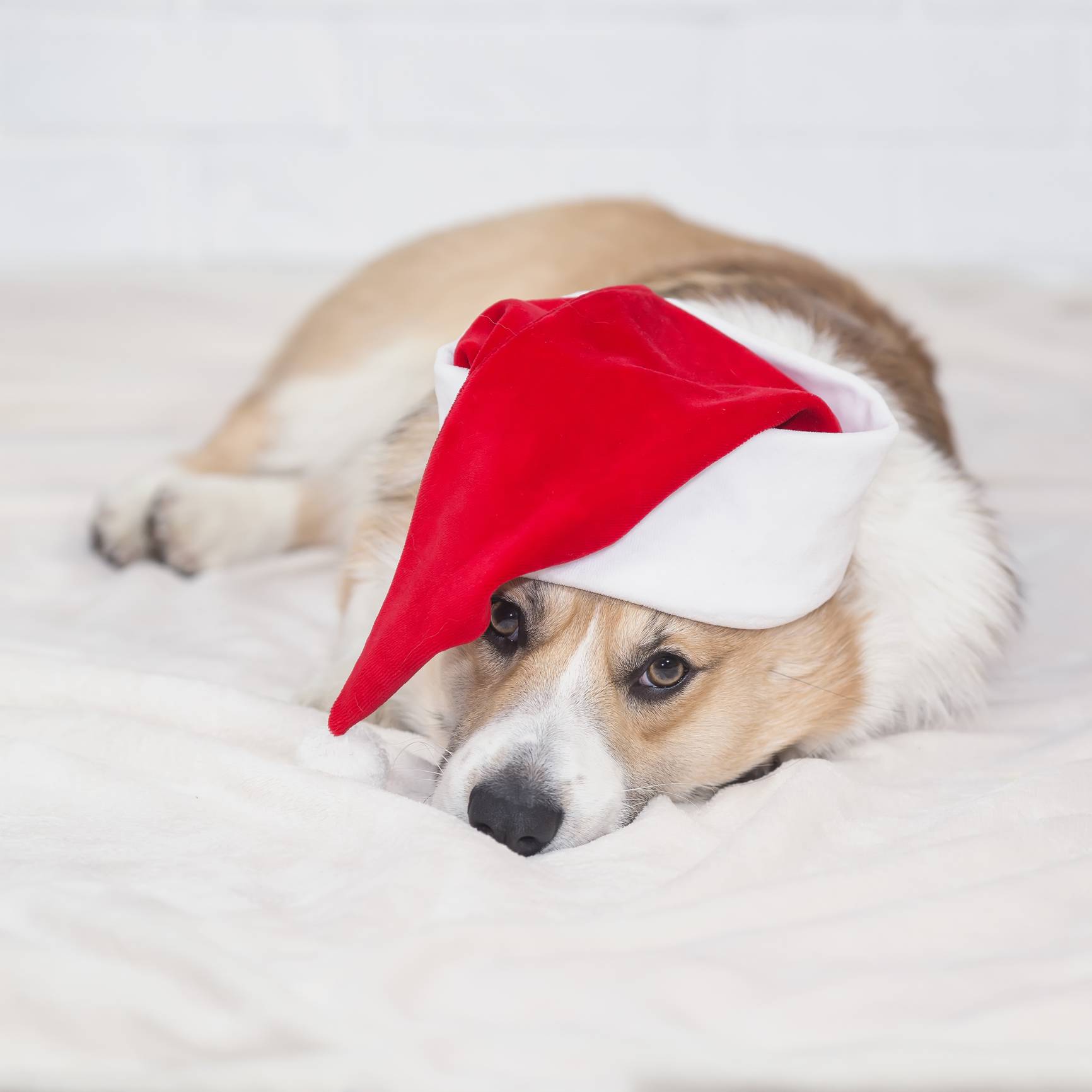 portrait of a little Corgi dog puppy lying on a white fluffy bla