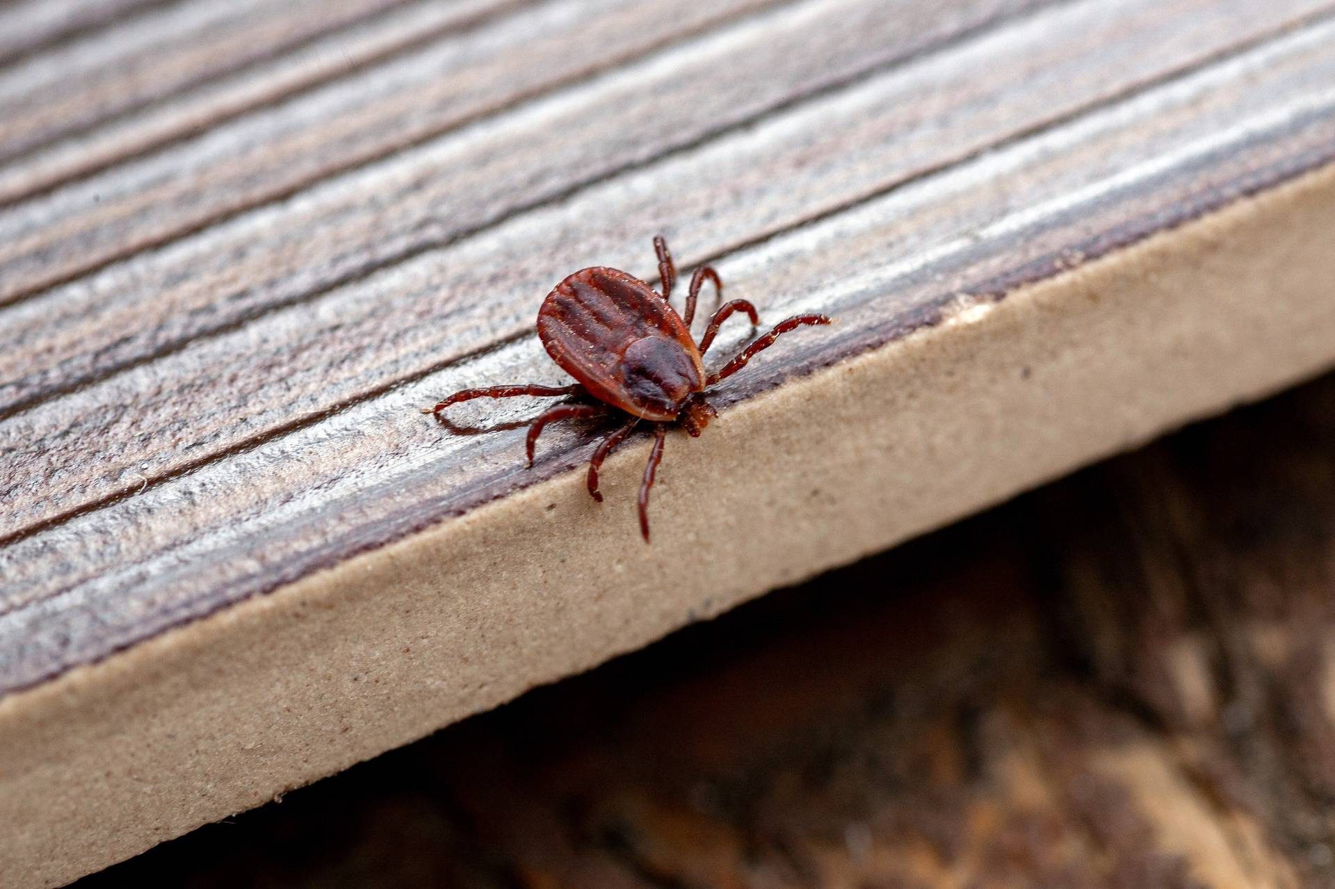 A dangerous parasite and infection carrier mite