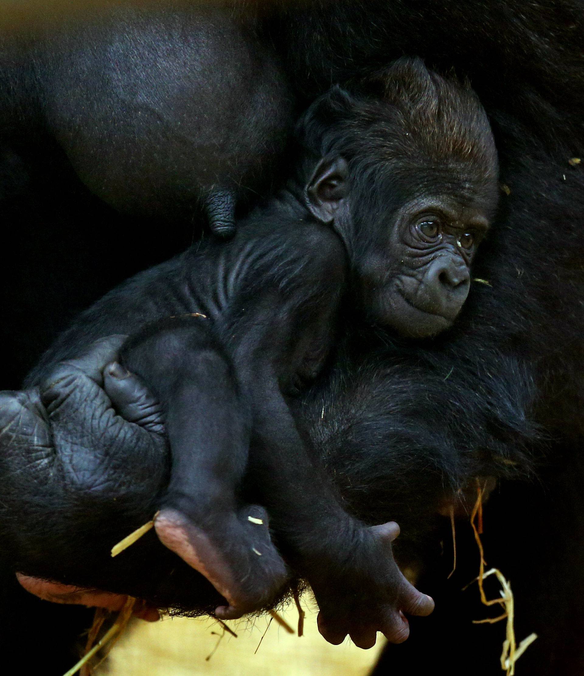 Baby gorilla at Howletts Wild Animal Park