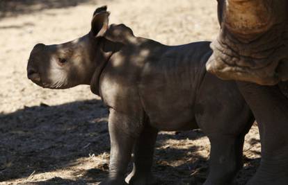 Dugo su je čekali: Malena Teshi oduševila Zoo u Tel Avivu