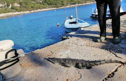 Jel moguće?! Krokodil na Visu!