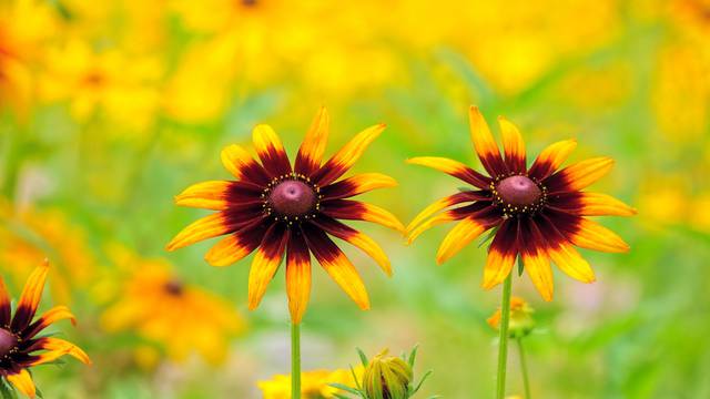 Cvijeće mijenja boju zbog sve izraženijih klimatskih promjena