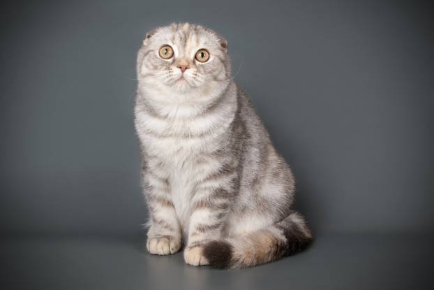 Scottish fold shorthair cat on colored backgrounds