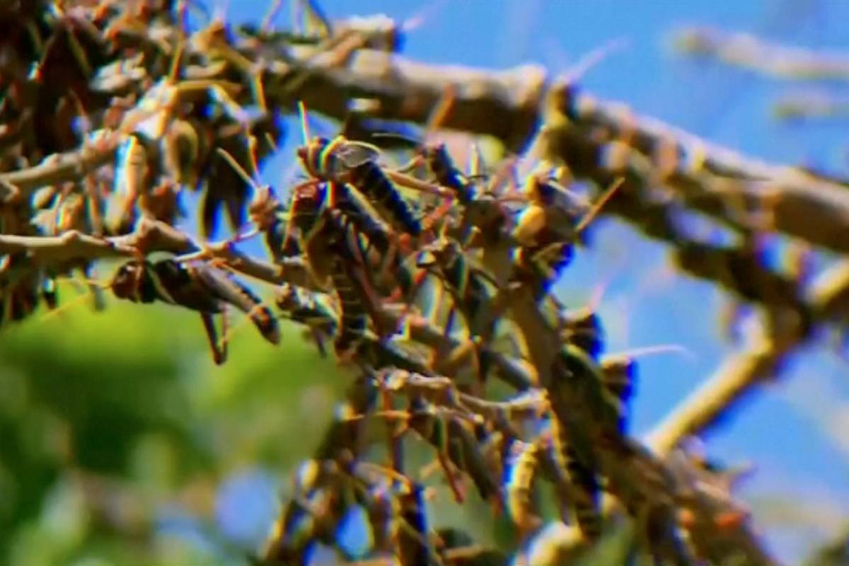 Skakavci su im pojeli sav usjev: U Pakistan su ušli preko Irana