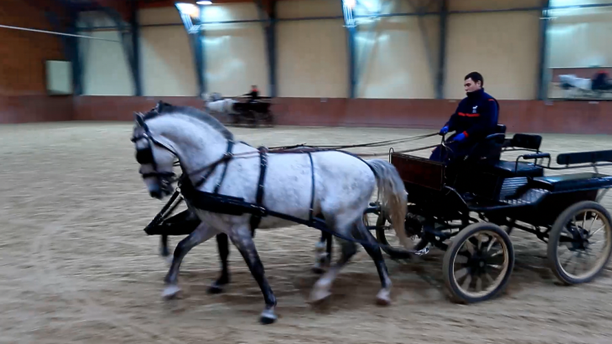 Vojvotkinja od Cornwalla uživat će u predstavi ergele Đakovo