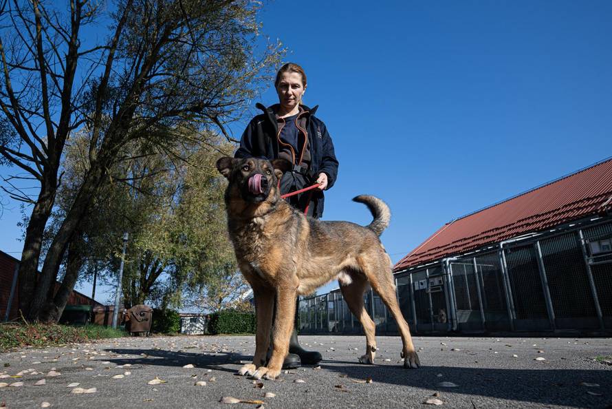 Zagreb: Priča o psima koji doniraju krv 