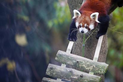 Međunarodni dan crvenih pandi u zagrebačkom Zoološkom vrtu