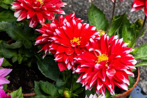 Pula: 17. sajam cvijeća Florija na Giardinima