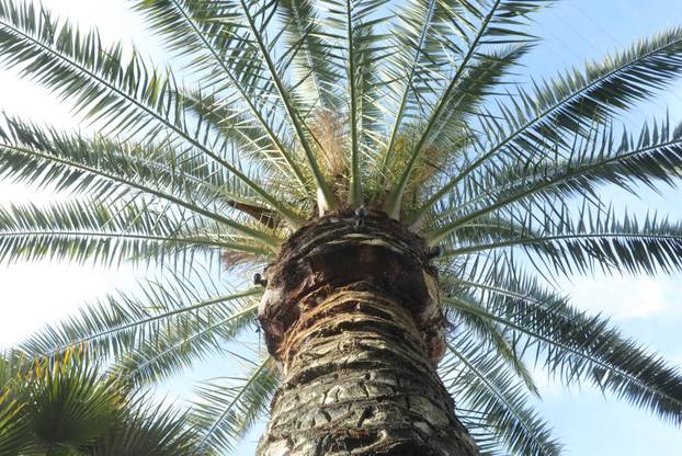 Egzotični vrt Igora Čupića