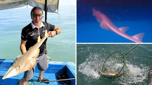 'Ovog morskog psa u Jadranu nitko nije vidio čak 50 godina. Morao sam zaplivati s njim'