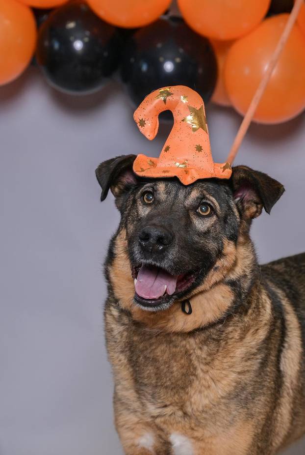 Sklonište u Dumovcu poziva na posebno jesensko udomljavanje pasa i mačaka