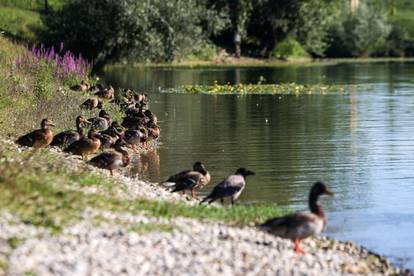 Zagreb: Patke uživaju u kupanju na jezeru Jarun