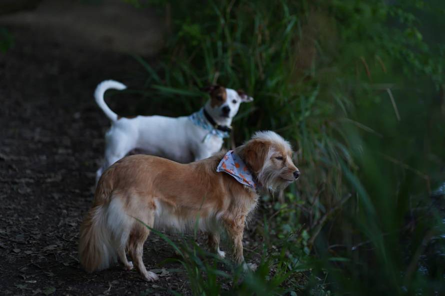 Otkrivena su najpopularnija imena pasa za 2025. Je li ime vašeg ljubimca na popisu?