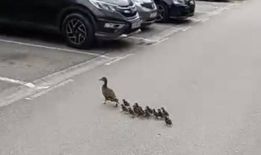 VIDEO Mama patka prošetala sa pačićima zagrebačkim kvartom